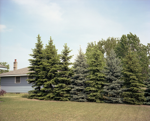 Eight Pine Trees; Elk River, MN